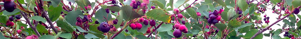 Permaculture générale