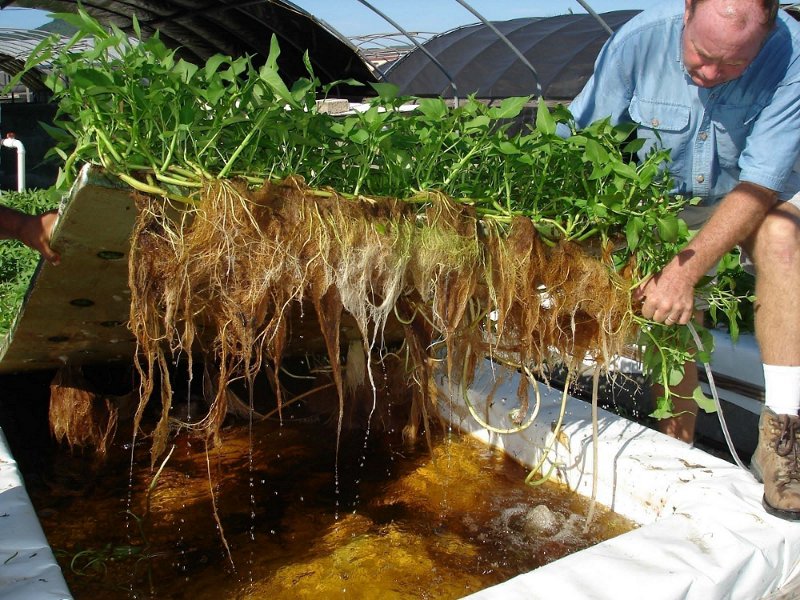 Liseron Eau Culture 4